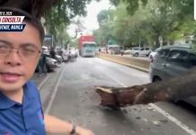 Sasakyan, nabagsakan ng malaking sanga sa may bahagi ng U.N. Avenue sa Maynila | GMA Integrated News
