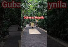 Gubat sa Maynila/Part 1 #nostalgia #music #80smusic