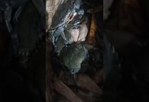 alimango mahaba din buhay nakarating ng maynila buhay pa