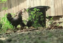 𝗔𝗻𝗴 𝗣𝗮𝗯𝗼𝗿𝗶𝘁𝗼𝗻𝗴 𝗔𝗻𝗮𝗸 𝗻𝗶 𝗧𝗮𝘁𝗮𝘆 | Trailer | Sinag Maynila 2026