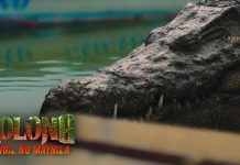 Walang humpay na aksyon | Lolong: Pangil ng Maynila